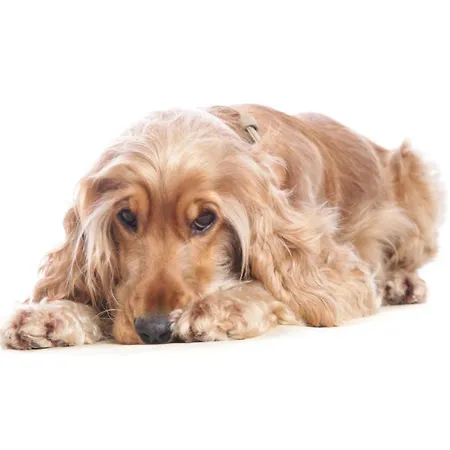 Logis - Restaurant La Sapiniere 3* Wisques