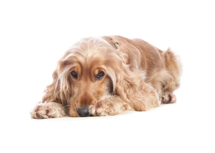 Logis - Restaurant La Sapinière 3* Wisques